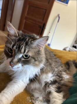 Cali -  Domestic Medium Hair and Domestic Short Hair Cat for Adoption in Montreal, Quebec - Cali | PetCurious