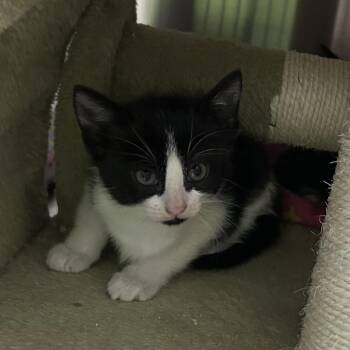 Spooky -  Domestic Short Hair Cat for Adoption in Oyster Bay, New York - Spooky | PetCurious