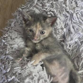 Clara Belle -  Domestic Short Hair Cat for Adoption in Walker, Michigan - Clara Belle | PetCurious