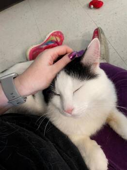Norman -  Domestic Medium Hair Cat for Adoption in Champaign, Illinois - Norman | PetCurious