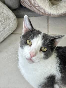 Sebastian T. -  Domestic Short Hair Cat for Adoption in Oradell, New Jersey - Sebastian T. | PetCurious