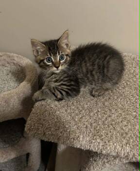 Alec -  Domestic Medium Hair Cat for Adoption in Wading River, New York - Alec | PetCurious
