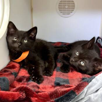 Niklaus -  Domestic Short Hair Cat for Adoption in Woodinville, Washington - Niklaus | PetCurious