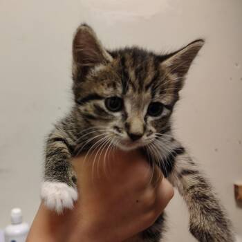 Fireworks -  Domestic Short Hair Cat for Adoption in Coos Bay, Oregon - Fireworks | PetCurious