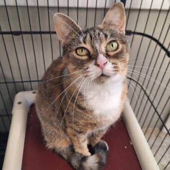 Rescue Domestic Short Hair Cats for Adoption in Attica, New York - Salsa | PetCurious