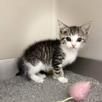 Domestic Short Hair Cats Available for Adoption in Jacksboro, Tennessee - Bugs | PetCurious