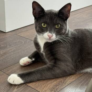 Domestic Short Hair Cats Available for Adoption in Burnaby, British Columbia - Buster | PetCurious