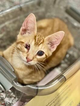 Golden Oreo -  Domestic Short Hair Cat for Adoption in Cromwell, Kentucky - Golden Oreo | PetCurious
