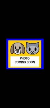 Domestic Long Hair Cats Available for Adoption in San Antonio, Texas - A809670 | PetCurious