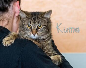 Kuma -  Domestic Short Hair Cat Available for Adoption in Somerset, Pennsylvania - Kuma | PetCurious