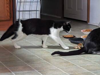 Rescue Manx and Domestic Short Hair Cats for Adoption in Cleburne, Texas - Kieran - Considering Barn Placement | PetCurious