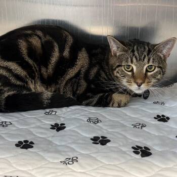 American Shorthair Cats Available for Adoption in Bethel, Connecticut - Mushroom | PetCurious