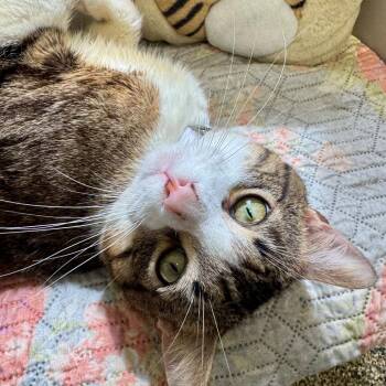 Domestic Short Hair Cats Available for Adoption in Long Beach, California - ZuZu | PetCurious