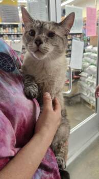 Kaison w/Kaiden -  Siamese and Domestic Short Hair Cat for Adoption in Ballwin, Missouri - Kaison W/Kaiden | PetCurious
