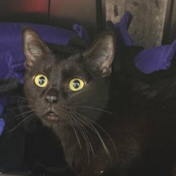 Domestic Short Hair Cats Available for Adoption in Fort Collins, Colorado - Ishvari | PetCurious