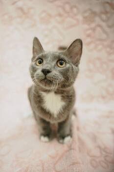 Snozzberry -  Domestic Short Hair Cat for Adoption in Newberg, Oregon - Snozzberry | PetCurious