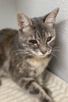 -Buttercup -  Tabby and Domestic Short Hair Cat for Adoption in Red Bluff, California - -Buttercup | PetCurious