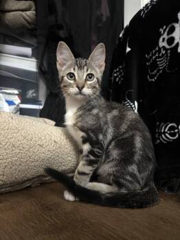 Fizz -  Domestic Medium Hair Cat for Adoption in Davis, California - Fizz | PetCurious