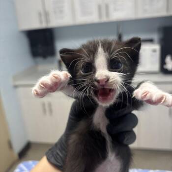 Billy -  Domestic Short Hair Cat for Adoption in Riverside, California - Billy | PetCurious