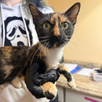 Moxie -  Domestic Short Hair Cat for Adoption in Corinth, Mississippi - Moxie | PetCurious
