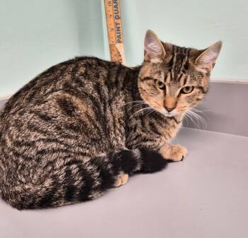 Rescue Domestic Short Hair Cats for Adoption in Athens, Tennessee - Vermil | PetCurious