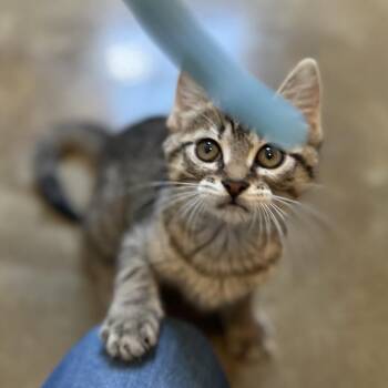 Jade -  Domestic Short Hair Cat for Adoption in Green Bay, Wisconsin - Jade | PetCurious
