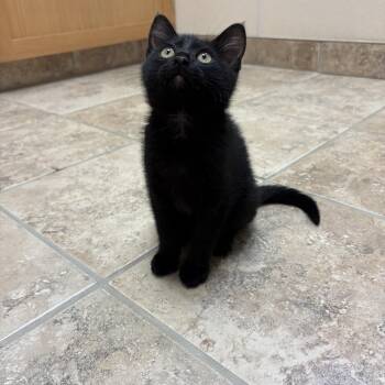 Chevelle -  Domestic Short Hair Cat Available for Adoption in Hays, Kansas - Chevelle | PetCurious