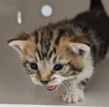 Rescue Domestic Long Hair Cats for Adoption in Ontario, California - NEEDS A FOSTER | PetCurious