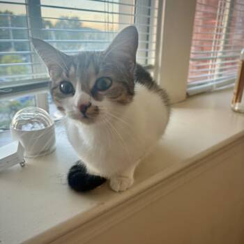 Pumpkin -  Domestic Short Hair and Tabby Cat for Adoption in Columbia, South Carolina - Pumpkin | PetCurious