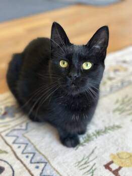 American Shorthair Cats Available for Adoption - Sam | PetCurious