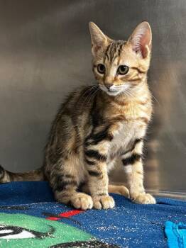 Elijah -  Domestic Short Hair Cat for Adoption in Lima, Ohio - Elijah | PetCurious