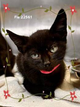 FIA (see also OSCAR) -  Domestic Short Hair Cat for Adoption in Marietta, Georgia - FIA (see Also OSCAR) | PetCurious