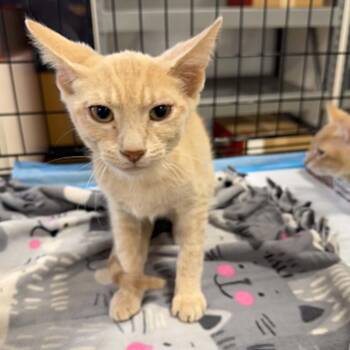 Domestic Short Hair Cats Available for Adoption in Antioch, California - Koby | PetCurious