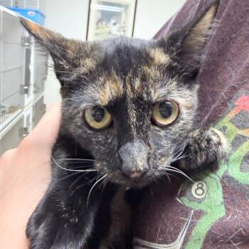 Tory-4113 -  Domestic Short Hair Cat for Adoption in Tyler, Texas - Tory-4113 | PetCurious