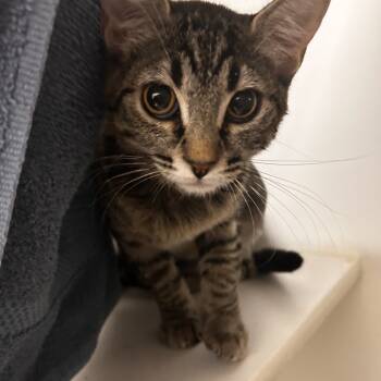 Rescue Domestic Short Hair Cats for Adoption in Phoenix, Arizona - Brioche | PetCurious