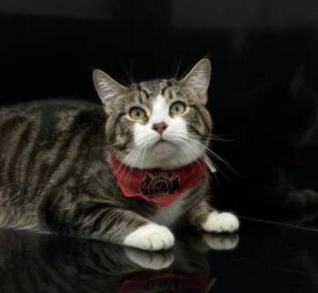 Domestic Short Hair Cats Available for Adoption - Tiger | PetCurious