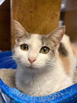 Domestic Short Hair Cats Available for Adoption - Blue Bell | PetCurious