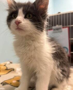 Luna -  Domestic Long Hair Cat for Adoption in Washburn, Wisconsin - Luna | PetCurious