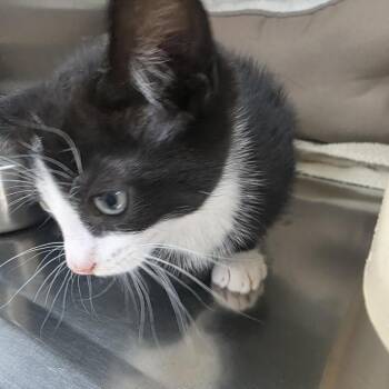 Alejandro -  Domestic Short Hair Cat for Adoption in Greensboro, North Carolina - Alejandro | PetCurious