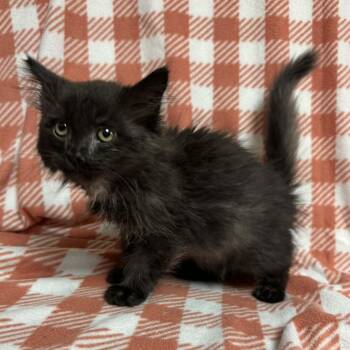 Rescue Domestic Medium Hair Cats for Adoption in Waterloo, Iowa - Looney | PetCurious
