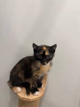 Patty -  Domestic Short Hair Cat for Adoption in Lunenburg, Vermont - Patty | PetCurious