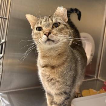 Rescue Domestic Short Hair Cats for Adoption in Dallas, Texas - Edna | PetCurious