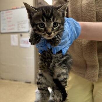 Moon -  Domestic Short Hair Cat for Adoption in Birmingham, Alabama - Moon | PetCurious