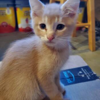 Oliver Birchett -  Domestic Short Hair Cat for Adoption in Eagle Mountain, Utah - Oliver Birchett | PetCurious