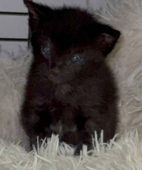 Domestic Short Hair Cats Available for Adoption in Port Washington, Wisconsin - Alanis | PetCurious