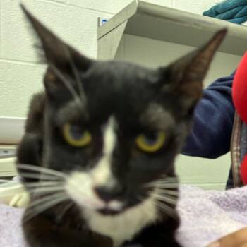 Garcia -  Domestic Short Hair Cat for Adoption in Corpus Christi, Texas - Garcia | PetCurious