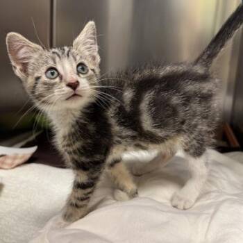 Endless View -  Domestic Short Hair Cat for Adoption in Richmond, Virginia - Endless View | PetCurious
