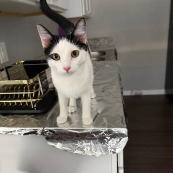 Bella -  Domestic Short Hair Cat for Adoption in Tulsa, Oklahoma - Bella | PetCurious