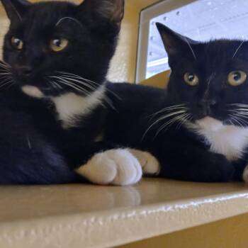 Alex & Charley -  Domestic Short Hair Cat for Adoption in Worcester, Massachusetts - Alex & Charley | PetCurious