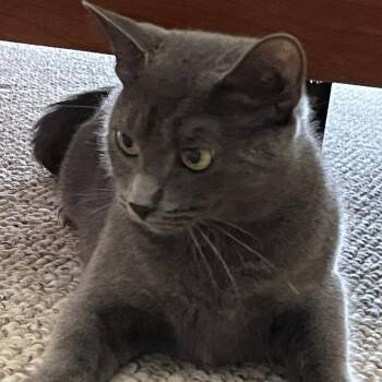 Rescue Domestic Short Hair Cats for Adoption in Providence, Rhode Island - Mama M | PetCurious